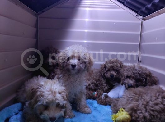 A Scr Muhteşem Toy Poodle  Yavrularimiz