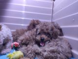 A Scr Muhteşem Toy Poodle  Yavrularimiz