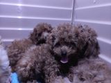 A Scr Muhteşem Toy Poodle  Yavrularimiz