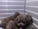 A Scr Muhteşem Toy Poodle  Yavrularimiz