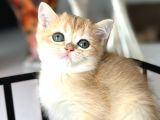 A Kalite Safkan Bri̇ti̇sh Shorthai̇r Golden  Yavrular