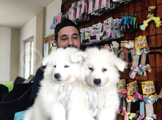 Ayi̇ Yavrusu Samoyed A Kali̇te Irk görsel