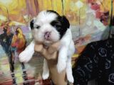 Shihtzu bebekler