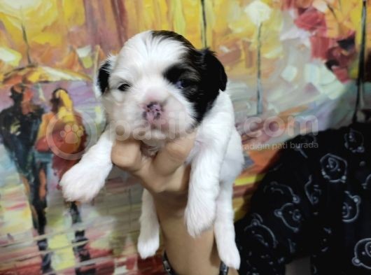 Shihtzu Bebekler