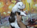 Shihtzu Bebekler