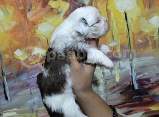 Shihtzu Bebekler görsel