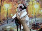 Shihtzu Bebekler
