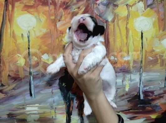 Shihtzu Bebekler görsel