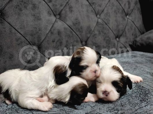 Shihtzu Bebekler görsel