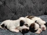 Shihtzu Bebekler