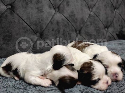 Shihtzu Bebekler görsel