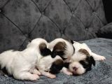Shihtzu Bebekler