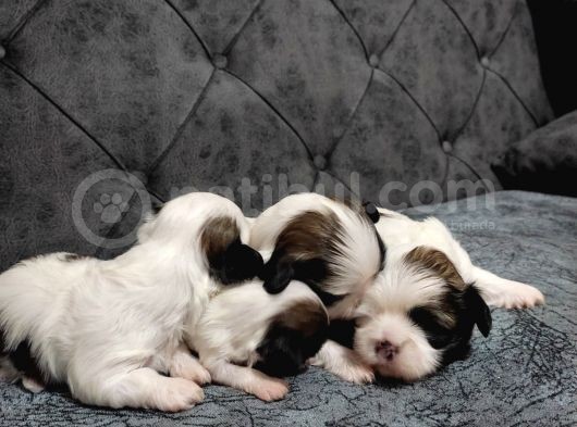 Shihtzu Bebekler görsel