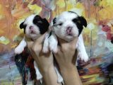 Shihtzu Bebekler