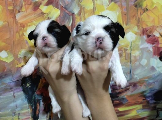 Shihtzu Bebekler görsel