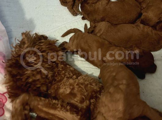 Ev Doğumu Poodle Bebişlerimiz