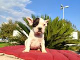 Minik korsan French bebek