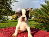 Minik Panda French Bebek