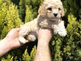 Mükemmel Maltipoo Bebekler