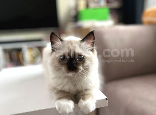 Masmavi Ragdoll görsel