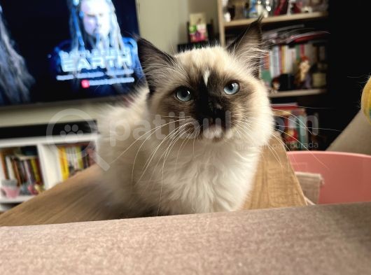 Masmavi Ragdoll görsel