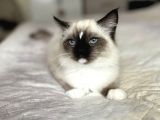 Masmavi Ragdoll