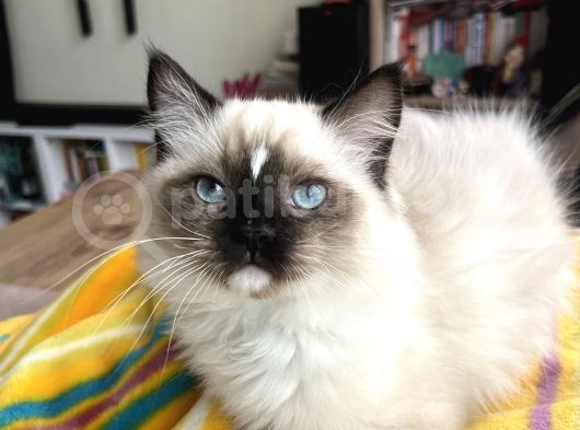 Masmavi Ragdoll görsel