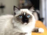 Masmavi Ragdoll