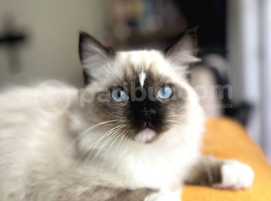 Masmavi Ragdoll