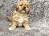 Maltipoo Yavrularım Sağlık Ve Irk Garantilidir