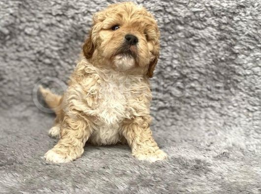 Maltipoo Yavrularım Sağlık Ve Irk Garantilidir görsel