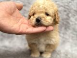 Maltipoo Yavrularım Sağlık Ve Irk Garantilidir