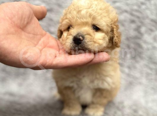 Maltipoo Yavrularım Sağlık Ve Irk Garantilidir görsel