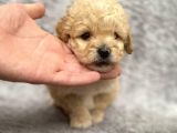 Maltipoo Yavrularım Sağlık Ve Irk Garantilidir
