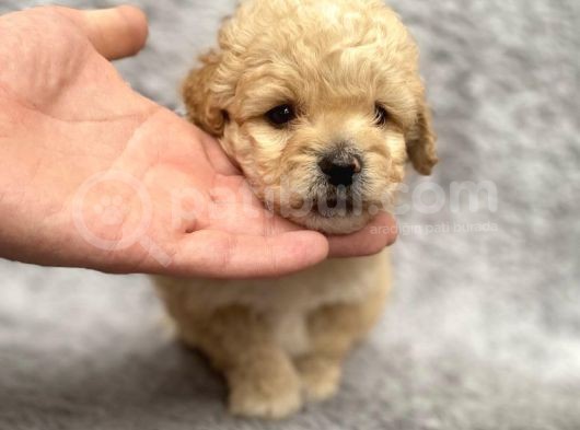 Maltipoo Yavrularım Sağlık Ve Irk Garantilidir