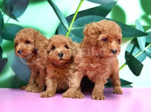 Saf Irk Toy Poddle Yavrularimiz Vonalp Pet Güvencesi̇yle