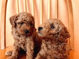 TOY POODLE YAVRULAR