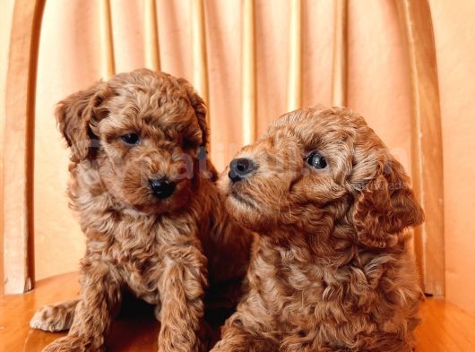 Toy Poodle Yavrular