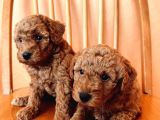 Toy Poodle Yavrular