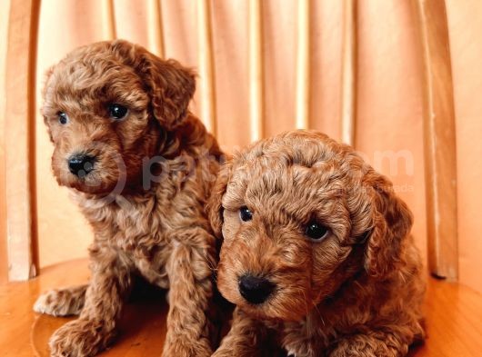 Toy Poodle Yavrular görsel