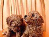 Toy Poodle Yavrular