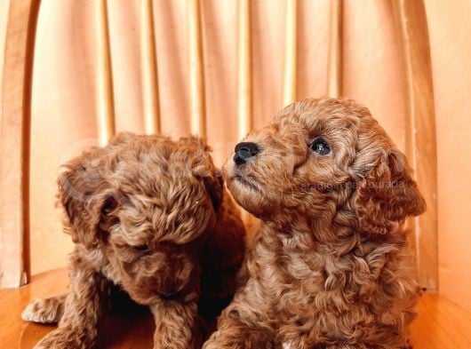 Toy Poodle Yavrular görsel