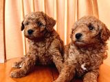 Toy Poodle Yavrular