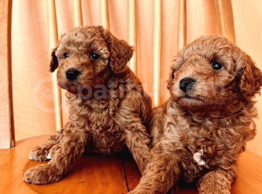 Toy Poodle Yavrular görsel