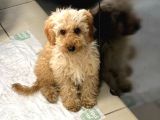 4 Aylık Yavru Toy Poodle