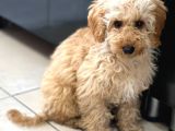 4 Aylık Yavru Toy Poodle