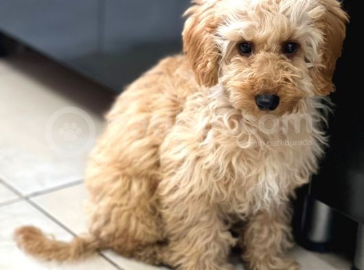 4 Aylık Yavru Toy Poodle görsel