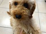 4 Aylık Yavru Toy Poodle
