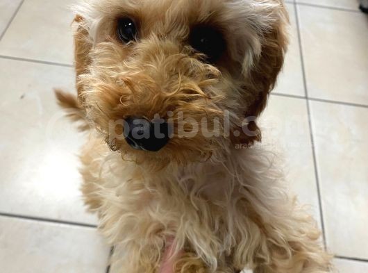 4 Aylık Yavru Toy Poodle görsel