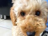 4 Aylık Yavru Toy Poodle